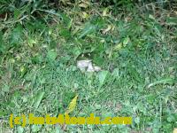/home//u458753944/public_html/sourcegallery//////////////////////////Frogs/Bullfrogs 2020-09 Upper Merion/P9280678.JPG